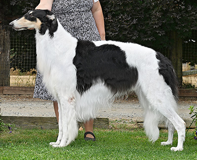 Top Best of Opposite Sex Borzoi 2023